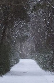 A snow-covered path cuts through the woods.