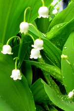 A close-up photo of dewdrops on a lily-of-the-valley plant