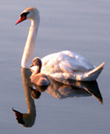 A photo of a mother swan with baby on  the water, with the image of both swans reflected on the water