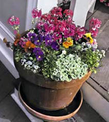 container garden