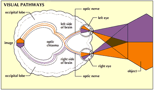 diagram of the visual pathways affected by stroke, courtesy of the Encyclopedia Britannica