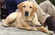 Randy's guide dog, Quinn, also known as The Mighty Quinn