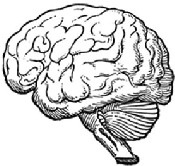 Black-and-white line drawing of the brain