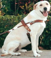 A white guide dog in its working harness