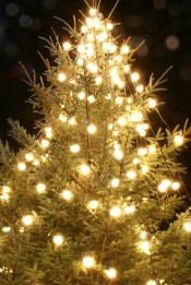 A Christmas tree with white lights