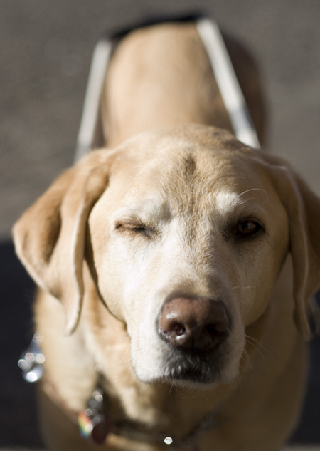 Yellow lab dog guide, winking at you.