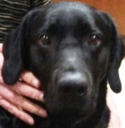 Head shot of Harley the guide dog