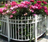 rose garden and fence