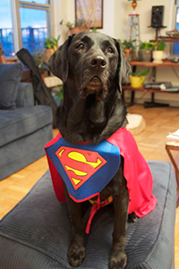 an adorable black lab dressed as Superdog, complete with cape and S breastplate