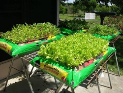 seeds planted in bag of dirt credited to the North Texas Vegetable Gardeners Facebook page