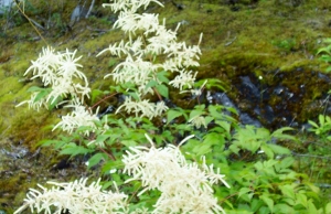 white wildflowers beside trail