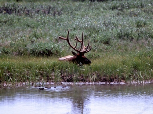 Elk beside stream with ducks swimming
