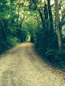 dirt road with canopy of trees overhanging