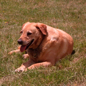 dog guide lying in grass