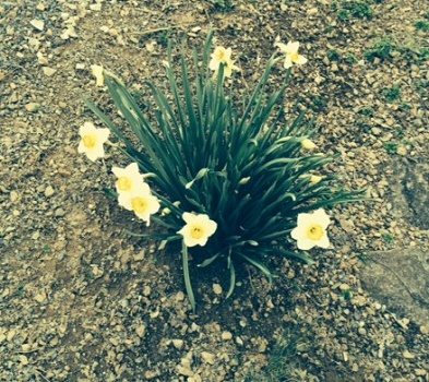 daffodil in bloom