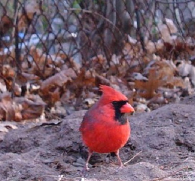 red cardinal sitting on the ground. Credit birdfreak.com