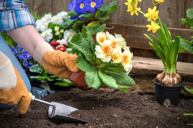 Upclose of a Gardener Planting Flowers