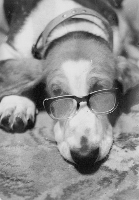 dog wearing glasses; photo by Paul Steel