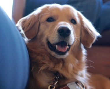 Headshot of Sophie, Audrey Demmitt's dog guide