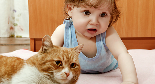 baby petting orange cat