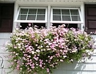 flowers in window box