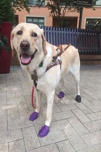 Guide dog Zoe standing up on the sidewalk with boots on to protect her feet