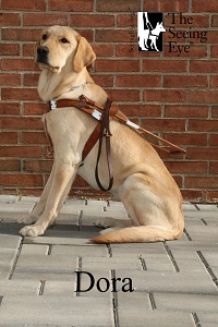 A seeing eye dog sitting with harness on
