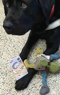 Tesse the Guide Dog looking at the banknote while laying in the floor with a dog toy and the new Australian banknote between his legs