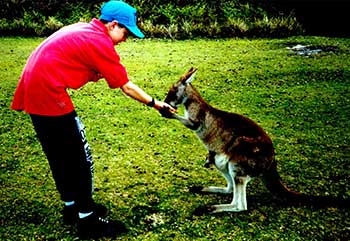 A boy feeding a kangaroo