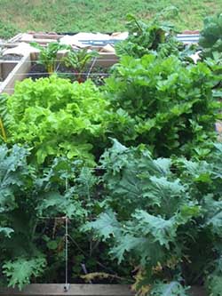 A picture of Bill's raised bed garden