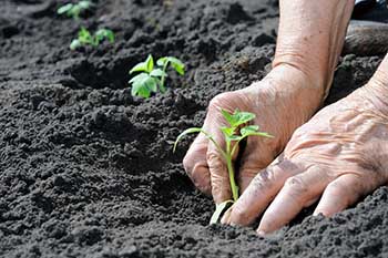 A close up of two hands planting a small tomato plan in dark soil
