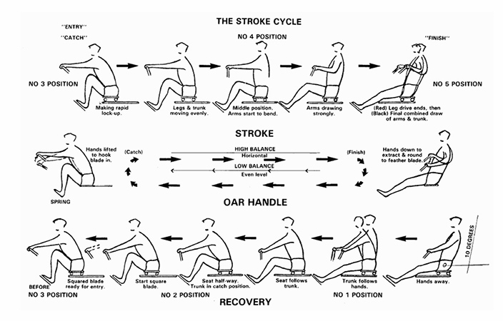 A diagram of the stroke cycle showing the different steps for rowing exercises