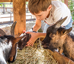 A boy bending over petting several farm animals