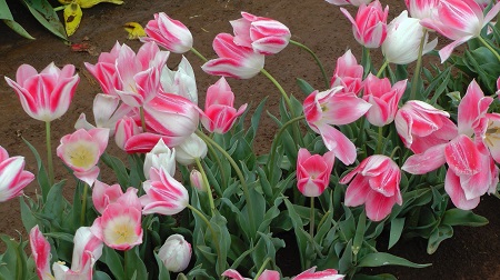 bed of pink tulips