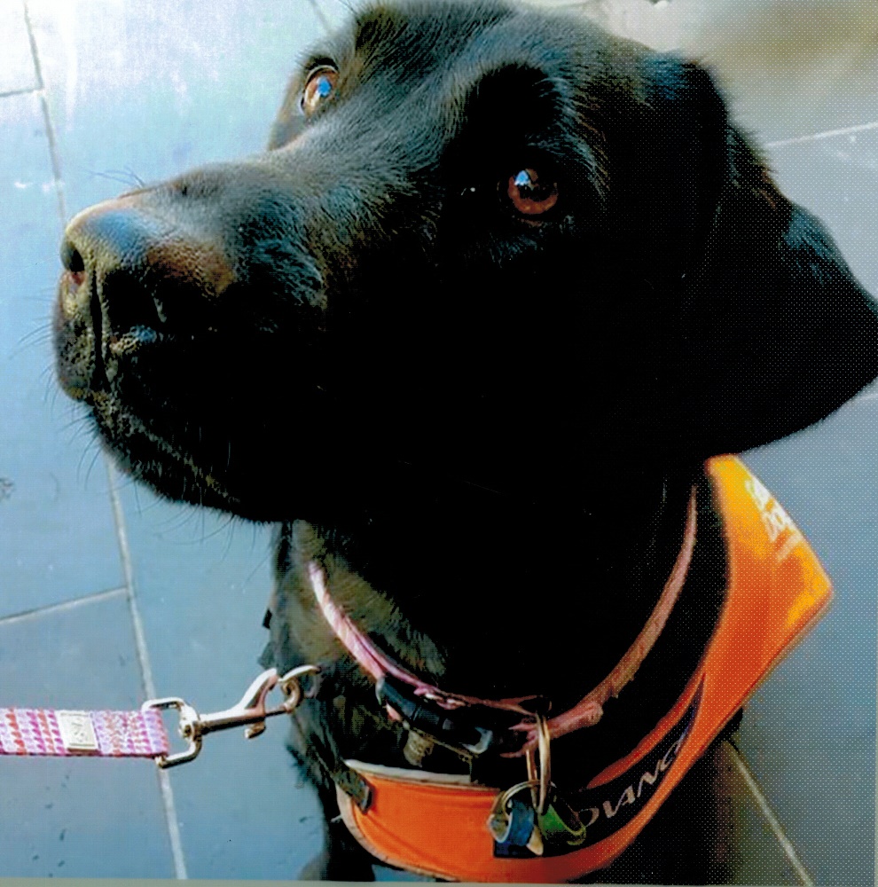 Dindi, a black Lab guide dog