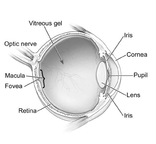 Diagrama del ojo humano. Lado izquierdo (Left side): de arriba hacia abajo (from top to bottom)  Humor vítreo Nervio óptico Mácula Fóvea Retina  Lado derecho (Right side): de arriba hacia abajo (from top to bottom)  iris Córnea Pupila Cristalino Iris