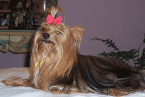 Yorkshire Terrier Tanda lays on a pillow